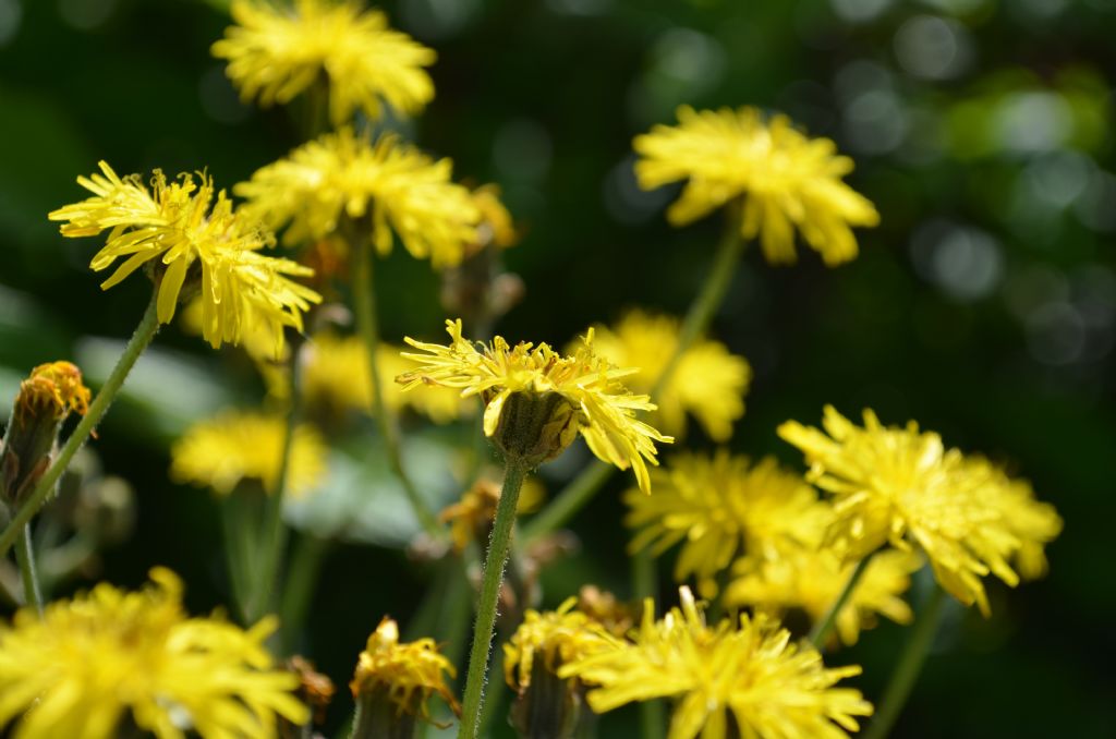 Da determinare - Crepis sp.